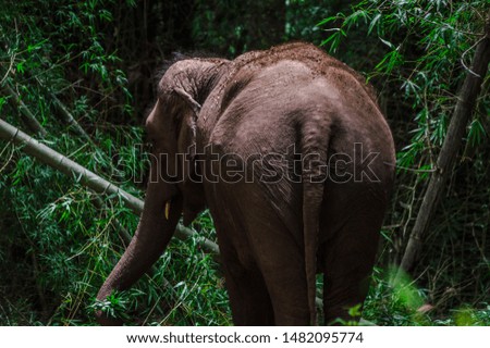 Elephant in the jungle roaming freely