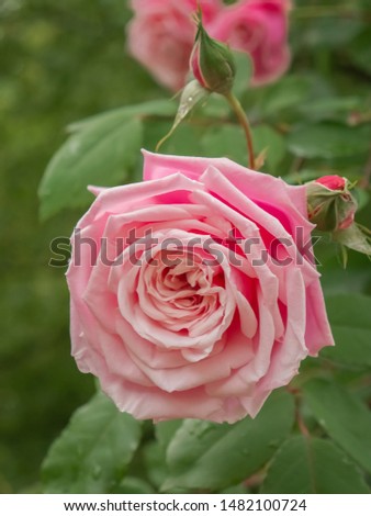 Garden roses, ornamental, popular flowering plants in the world. Large size of flower, wide range of colours. Climbing and rambling roses. Interieur photo. Old English rose, Rose Heritage. Close up