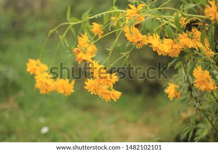 Rudbeckia Flowers, bright yellow in color in bloom