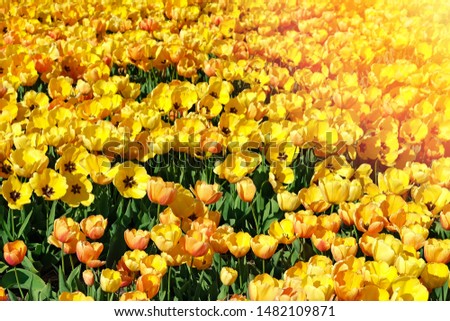Beautiful yellow tulips on the field in a sunny day