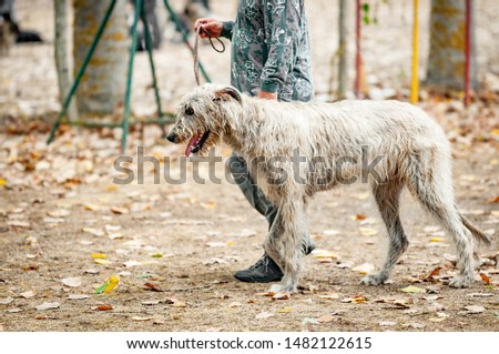 Scottish Deerhound on the training ground Royalty-Free Stock Photo #1482122615