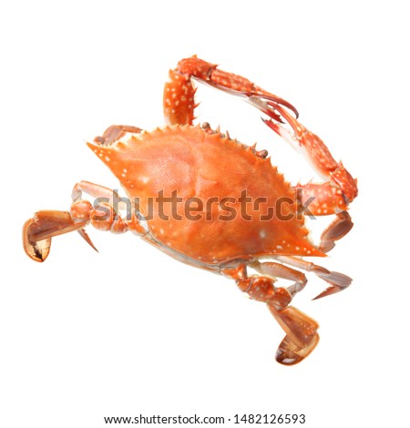 Red crab isolated on white background stock photo