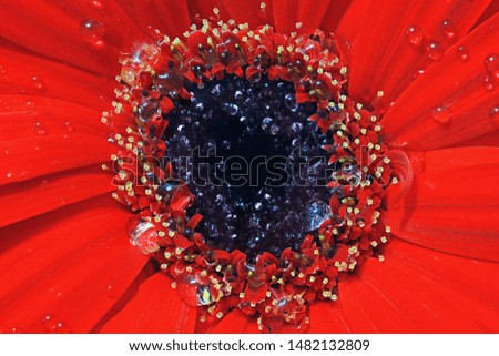 Close up photo of A Red Daisy Flower symbolizes innocence and loyal beauty.