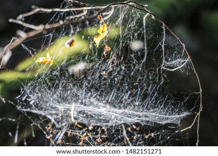 Big and very entangled spider web in the forest photographed at morning hours at sunrise.