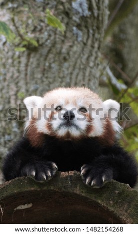 Sweet portrait of red panda - animal that is very rare to see.