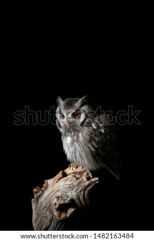 Beautiful portrait of Southern White Faced Owl Ptilopsis Granti in studio setting on black background with dramatic lighting