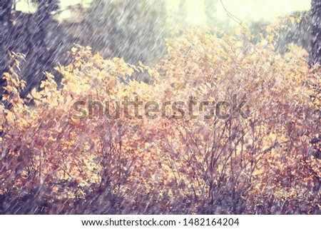 blurred autumn background park / yellow wallpaper, autumn forest, concept of seasonal landscape, trees branches, leaves