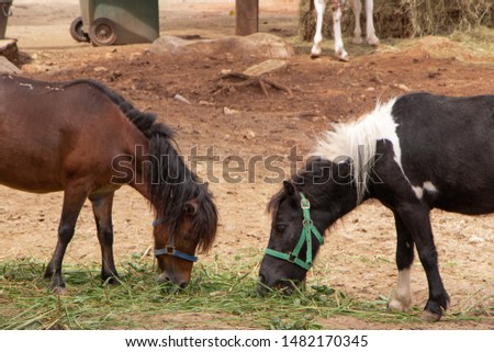 Two horse eating grass in the zoo. 