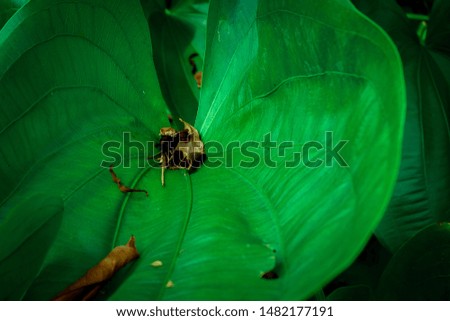 Tropical Green Leaf Background, Nature Leaves Background