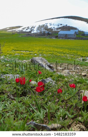 natural tulip flowers and unique landscape