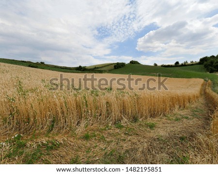 The morning summer sun illuminates the fields of ripening cereals in the rural landscape
