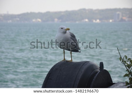 A picture with a seagull which is looking on the left side and sitting on a tire. 