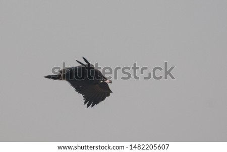 Cinereous vulture in flight at the sky