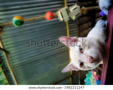 The Yellow Kitten Lying on The Table  in Dolls Shop , Ant Eye View