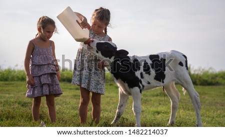 Authentic shot of two little girls are feeding from the bottle with dummy an ecologically grown newborn calf used for biological milk products industry on a green lawn of a countryside farm with a sun Royalty-Free Stock Photo #1482214037