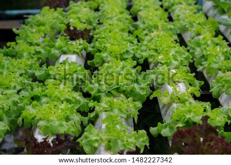 Hydroponic vegetable in a garden