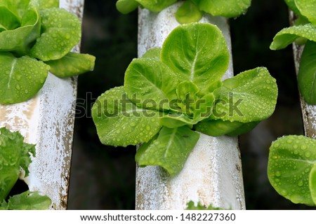 Hydroponic vegetable in a garden
