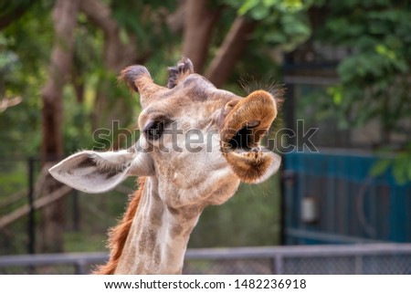 Giraffe head with mouth open.