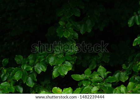 Green lush background. Tropical vegetation backdrop