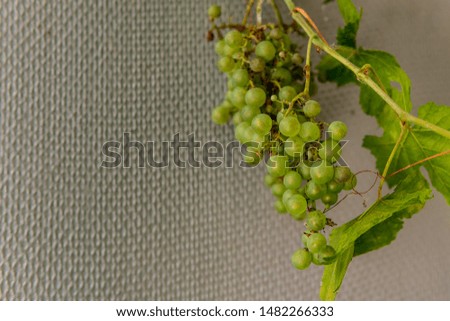 Picture of ripe white grape branch with grape leaves background