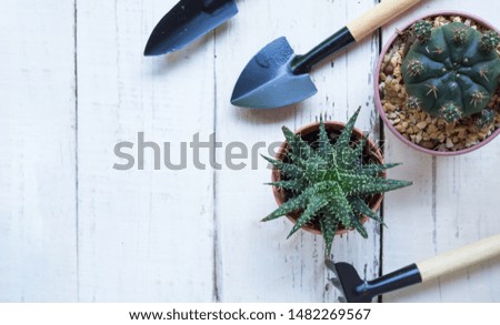 Cactus and succulent with mini garden tool on white wood background.