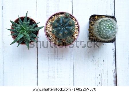 Various succulent and cactus in pot on white wood background.Top view.
