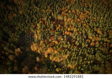 Colorful autumn trees in the forest from above