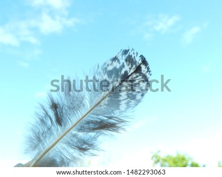 eagle feather with blue sky