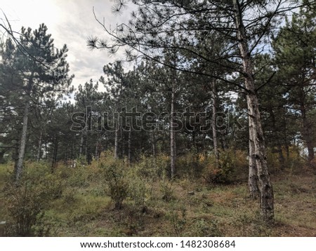 impenetrable thickets in a pine forest