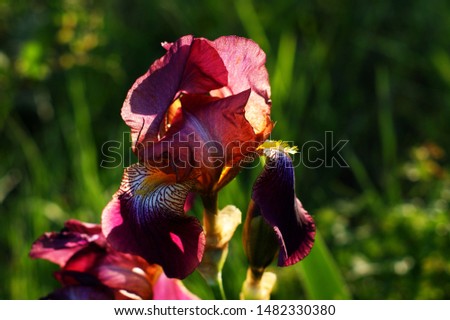 Iris bearded, flowers of iris in the garden, bearded irises wonderful flower, flower irises Royalty-Free Stock Photo #1482330380
