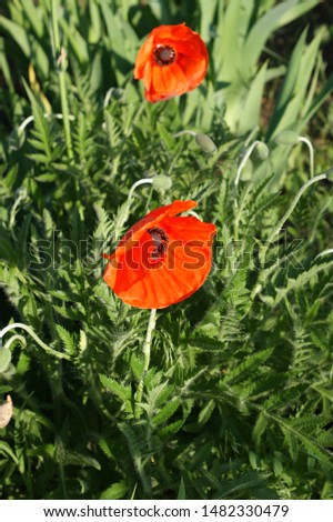Red poppy flowers against the green meadow. Close-up shot of Wild poppy flowers. Royalty-Free Stock Photo #1482330479