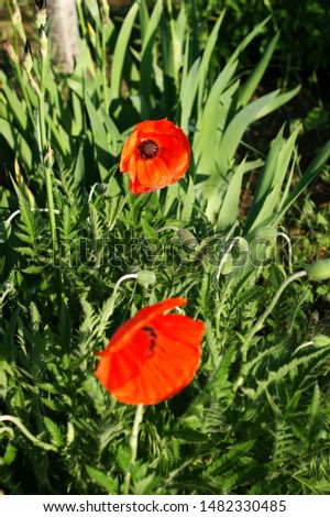 Red poppy flowers against the green meadow. Close-up shot of Wild poppy flowers. Royalty-Free Stock Photo #1482330485