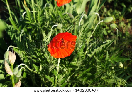 Red poppy flowers against the green meadow. Close-up shot of Wild poppy flowers. Royalty-Free Stock Photo #1482330497