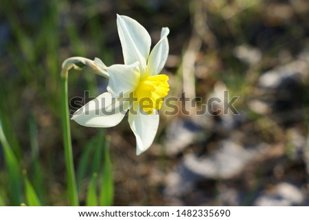 White daffodil with yellow trumpet. White daffodil on the green background. Selective focus.White blossoming narcissus. Royalty-Free Stock Photo #1482335690