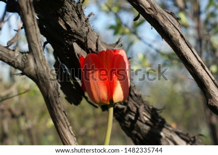 Natural beauty of tulip gardens. Colors fascinating people. Beauty abundant flowers Royalty-Free Stock Photo #1482335744