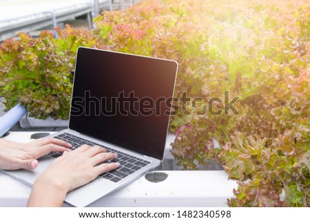 Hand of asian woman use smart laptop collect data of green vegetables in greenhouse hydroponic organic farm,Small business entrepreneur and organic vegetable farm and healthy food concept
