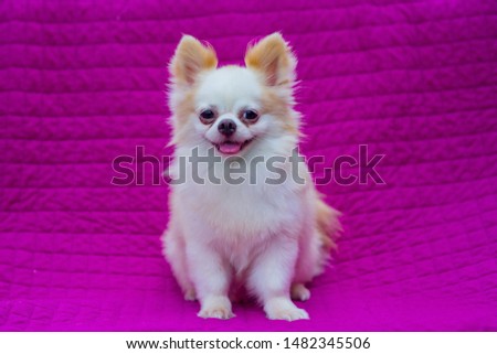 Dog smile, Pomeranian dog white fur yellow, fashion photography on a backdrop of dark pink