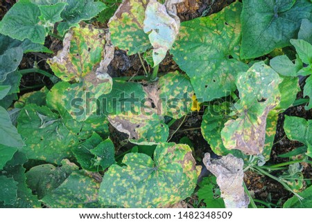 Peronosporosis of cucumber. Pseudoperonospora cubensis. Leaves of cucumber plants diseased. Royalty-Free Stock Photo #1482348509