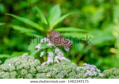 Macro picture of a tiger figured butterfly on a white flower with green, blured background