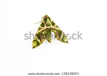Moth-Guard Month wraps up Oleander Hawk-moth male and female isolated on white background 