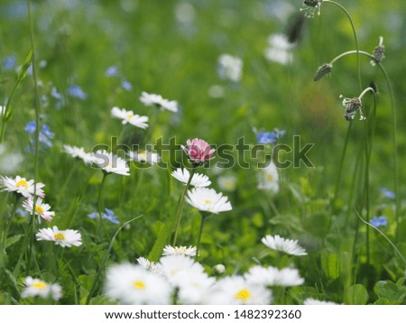 Summer meadow with wild flowers.