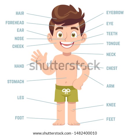 Boy Body Parts Diagram Poster Royalty Free Stock Photo 615208325 Avopix Com