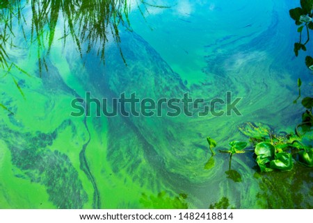 Water landscape with blue-green algae surface. Natural view of lake, swamp or river with blooming Cyanobacteria. It is world environmental problem and ecology concept of polluted nature. Royalty-Free Stock Photo #1482418814