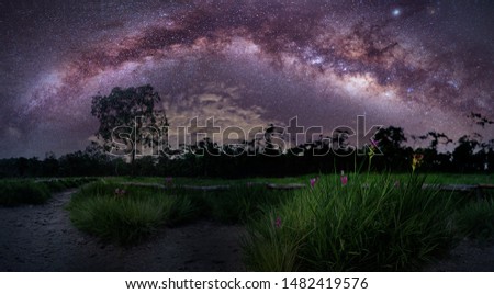 Milky way galaxy on hill under amazing starry blue night sky. Silhouette of lonely hight tree & Krachiew flower field or siam tulips blooming in jungle at Sai Thong National Park, Chaiyaphum, Thailand