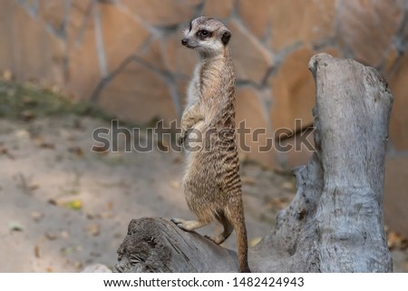 Meerkat in Novosibirsk zoo close-up