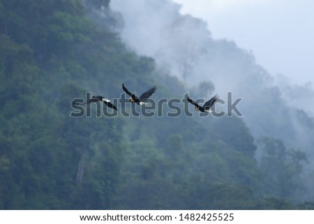 Hornbill flying over the hill
