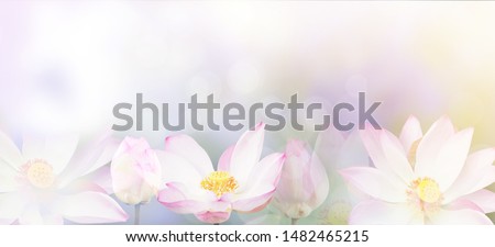 Banner floral abstract nature background. Pink blossom water lily with pastel vintage soft style. 