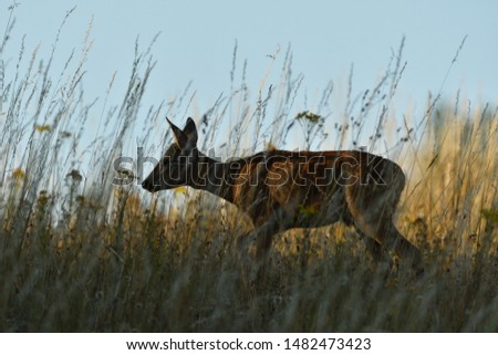Roe buck walking hidden in the high grass close up
