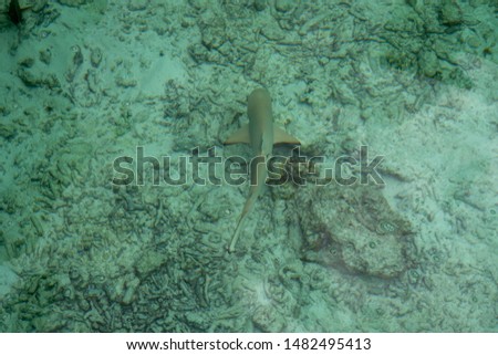 a group of fish swimming in the shallow water