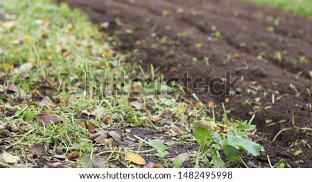 A piece of land half tilled after sideration with rape plant, empty mockup background for your design, copy space, closeup, autumn agriculture farming concept